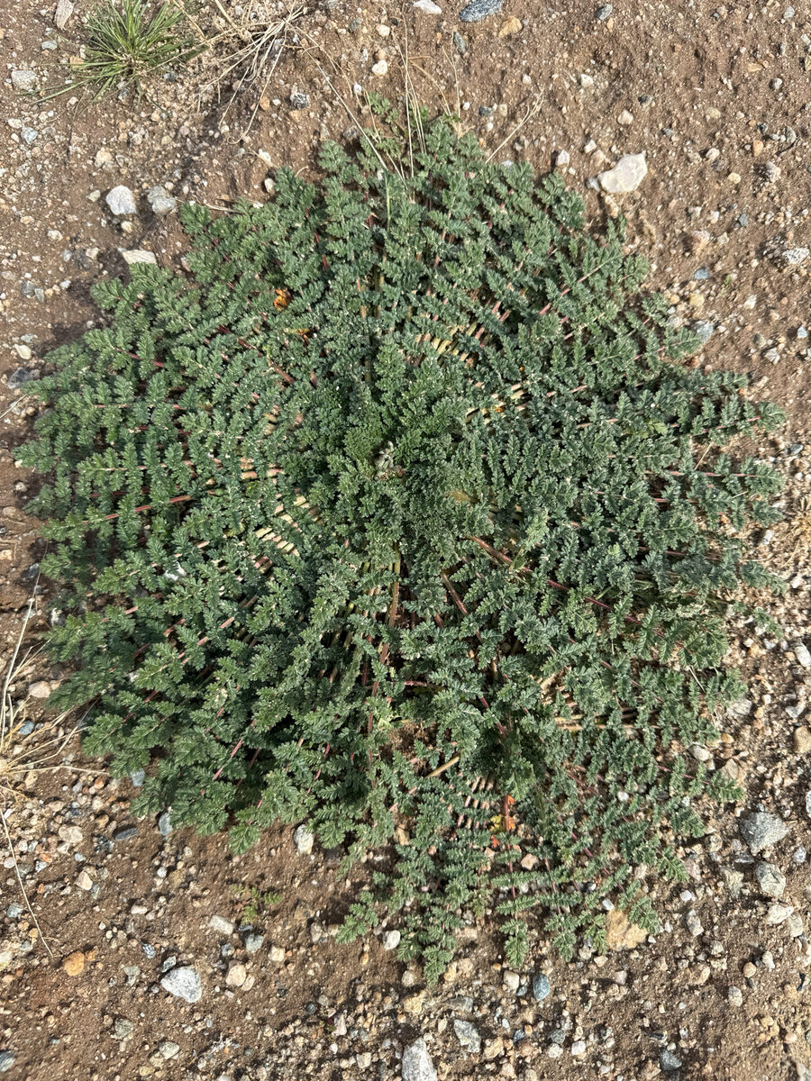 Erodium cicutarium bipinnatum