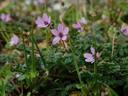 Erodium cicutarium (Common Storksbill) — photo