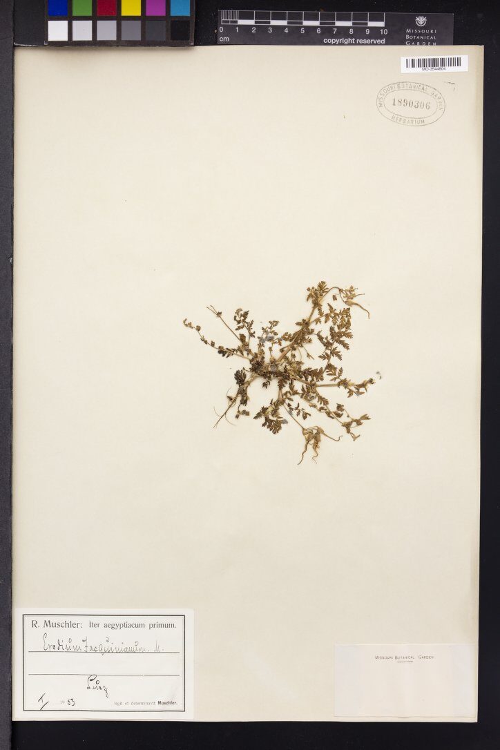 Erodium jacquinianum - (Fisch.)C.A.Mey.&AvéLall. — photo