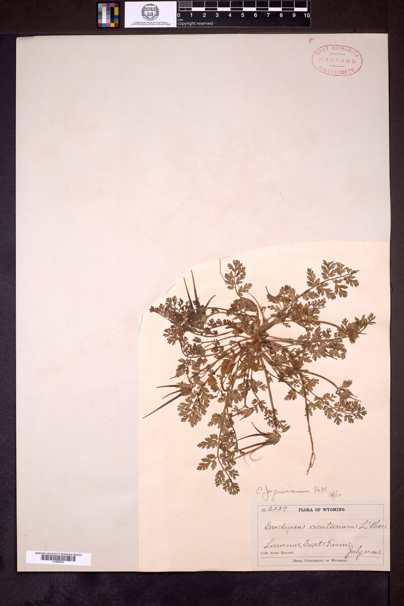 Erodium jacquinianum - (Fisch.)C.A.Mey.&AvéLall. — photo