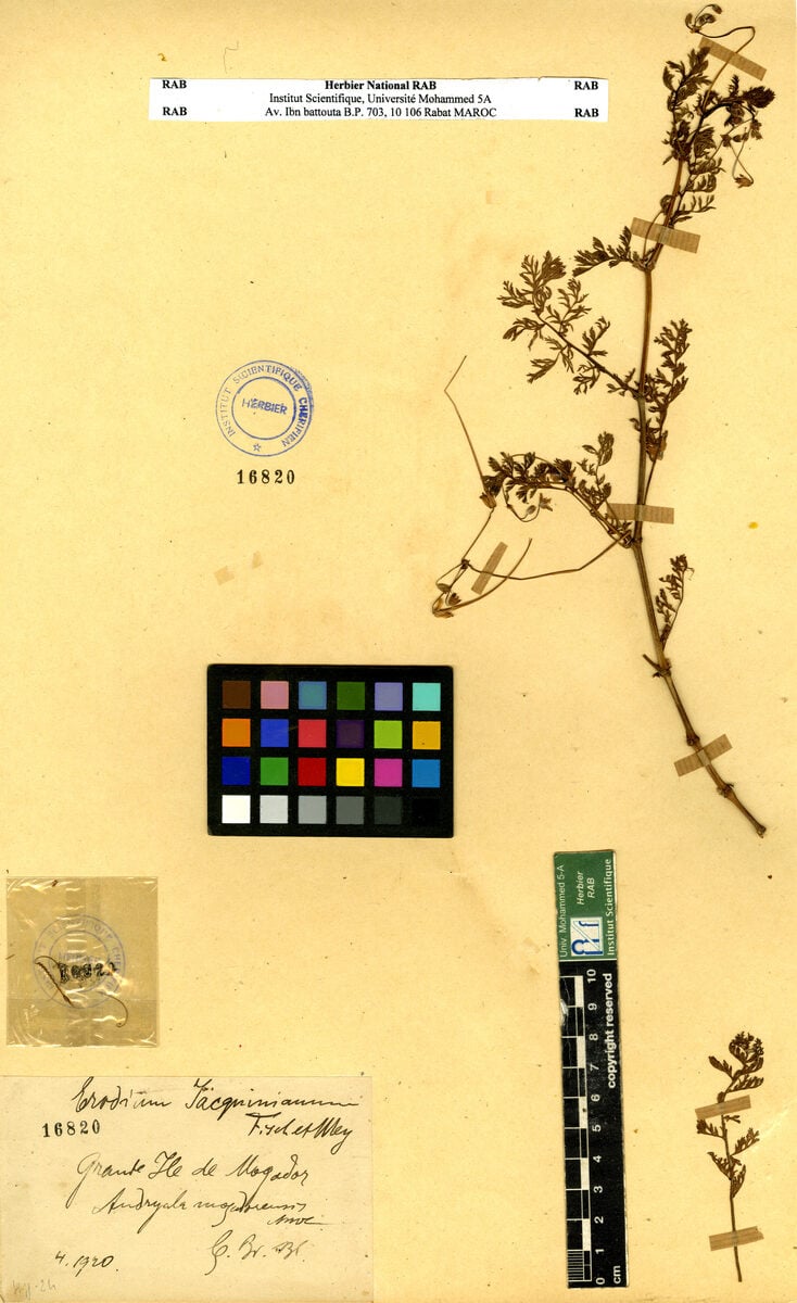 Erodium jacquinianum - (Fisch.)C.A.Mey.&AvéLall.