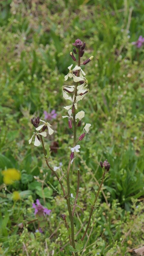 Eruca vesicaria sativa - (Mill.)Thell. (Rocket) — photo