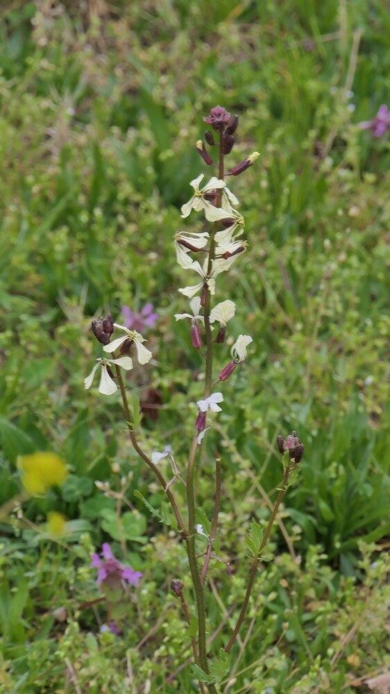 Eruca vesicaria sativa - (Mill.)Thell. (Rocket) — photo