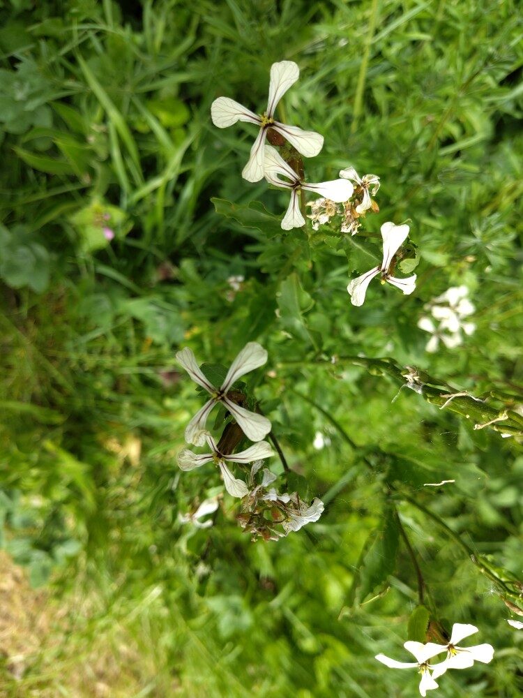 Eruca vesicaria sativa - (Mill.)Thell.