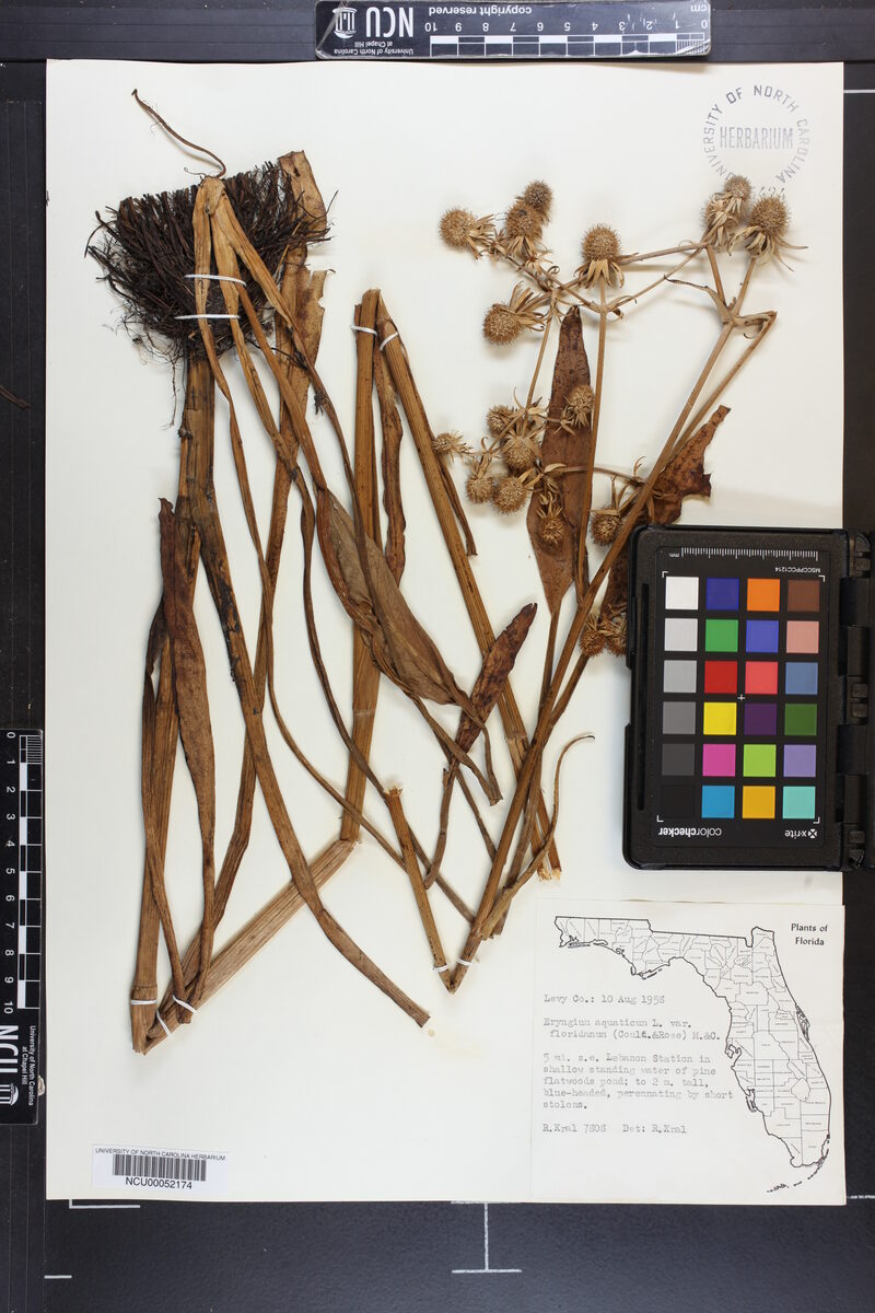 Eryngium aquaticum var. floridanum (Florida eryngo) — photo