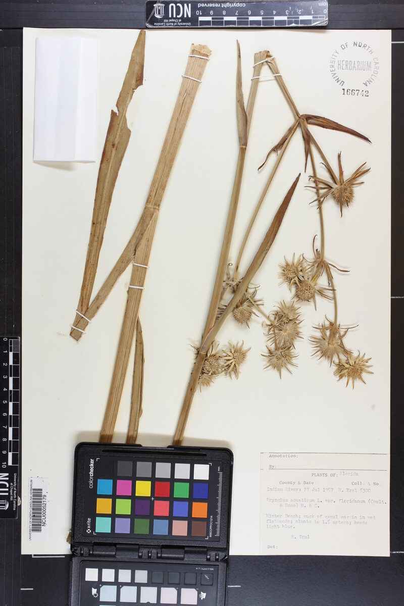 Eryngium aquaticum var. floridanum (Florida eryngo) — photo