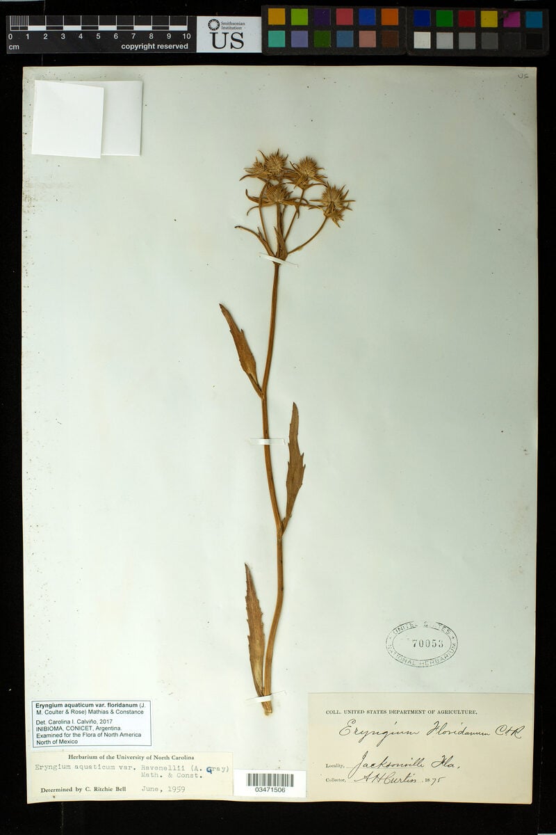 Eryngium aquaticum var. floridanum