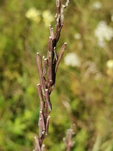 Erysimum hieraciifolium (European wallflower) — photo