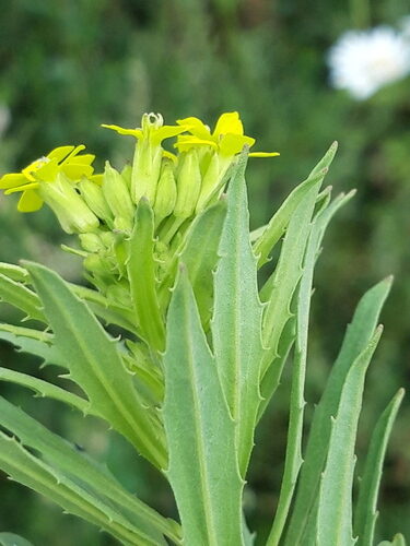 Erysimum hieraciifolium (European wallflower) — photo
