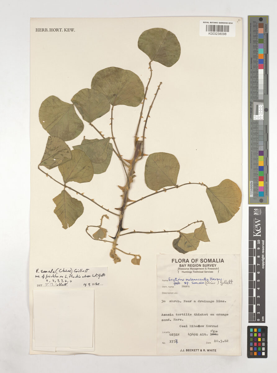 Erythrina melanacantha subsp. somala — photo