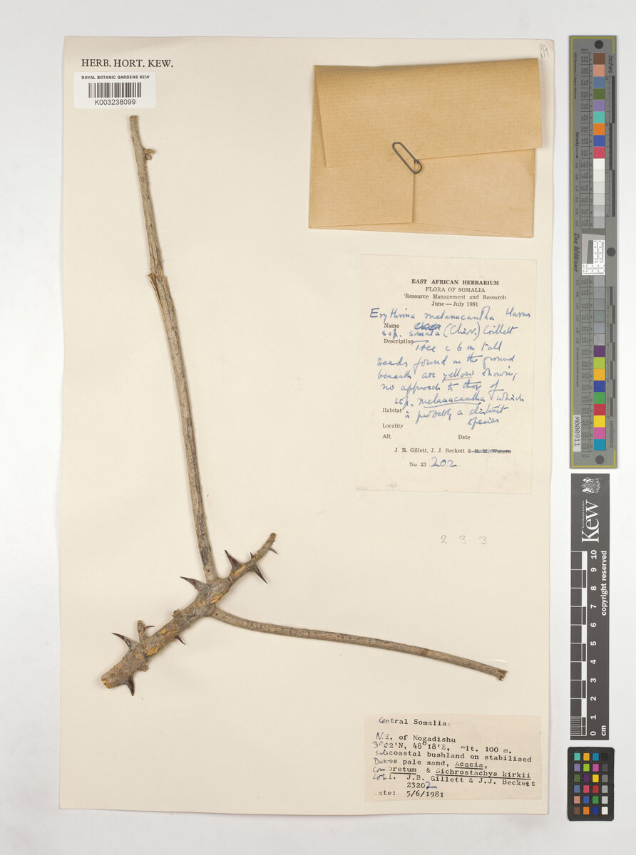 Erythrina melanacantha subsp. somala — photo