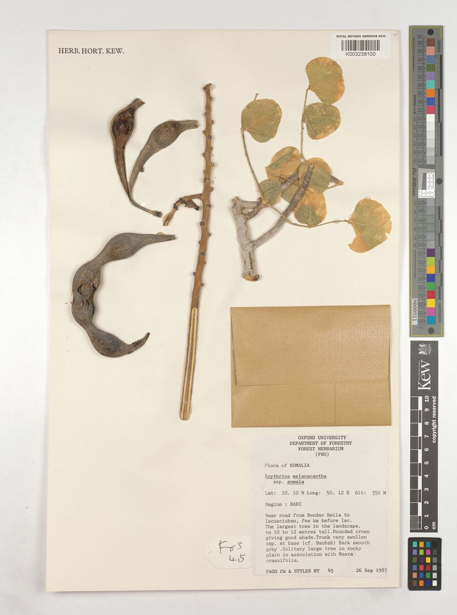 Erythrina melanacantha subsp. somala
