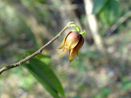 Erythrina poeppigiana (Madre de Cacao) — photo
