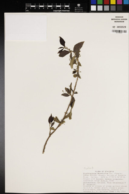 Erythrococca abyssinica