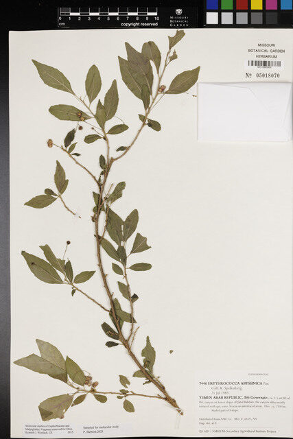 Erythrococca abyssinica — photo
