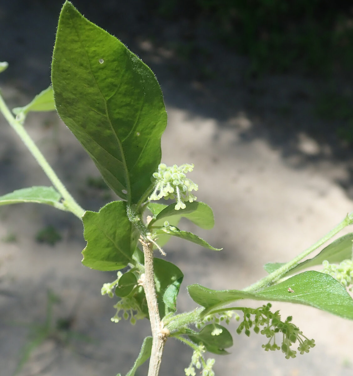 Erythrococca africana