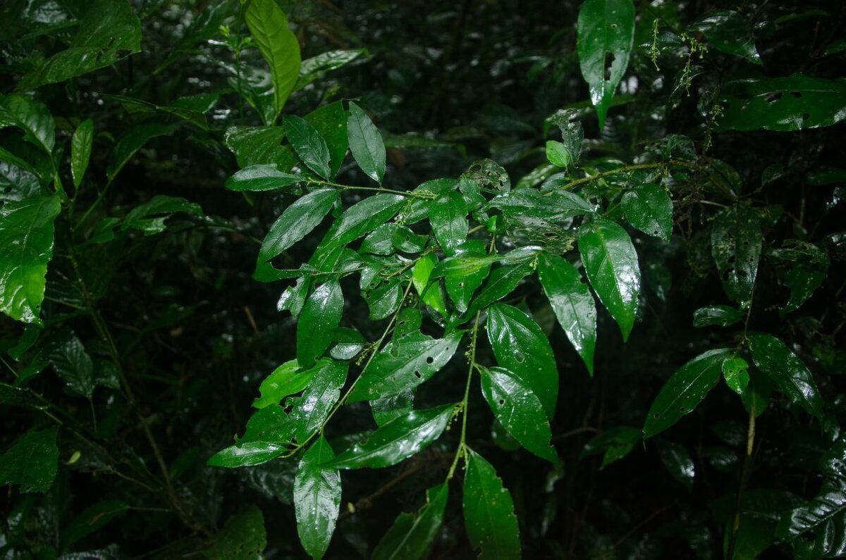 Erythrococca anomala (Bush lime) — photo