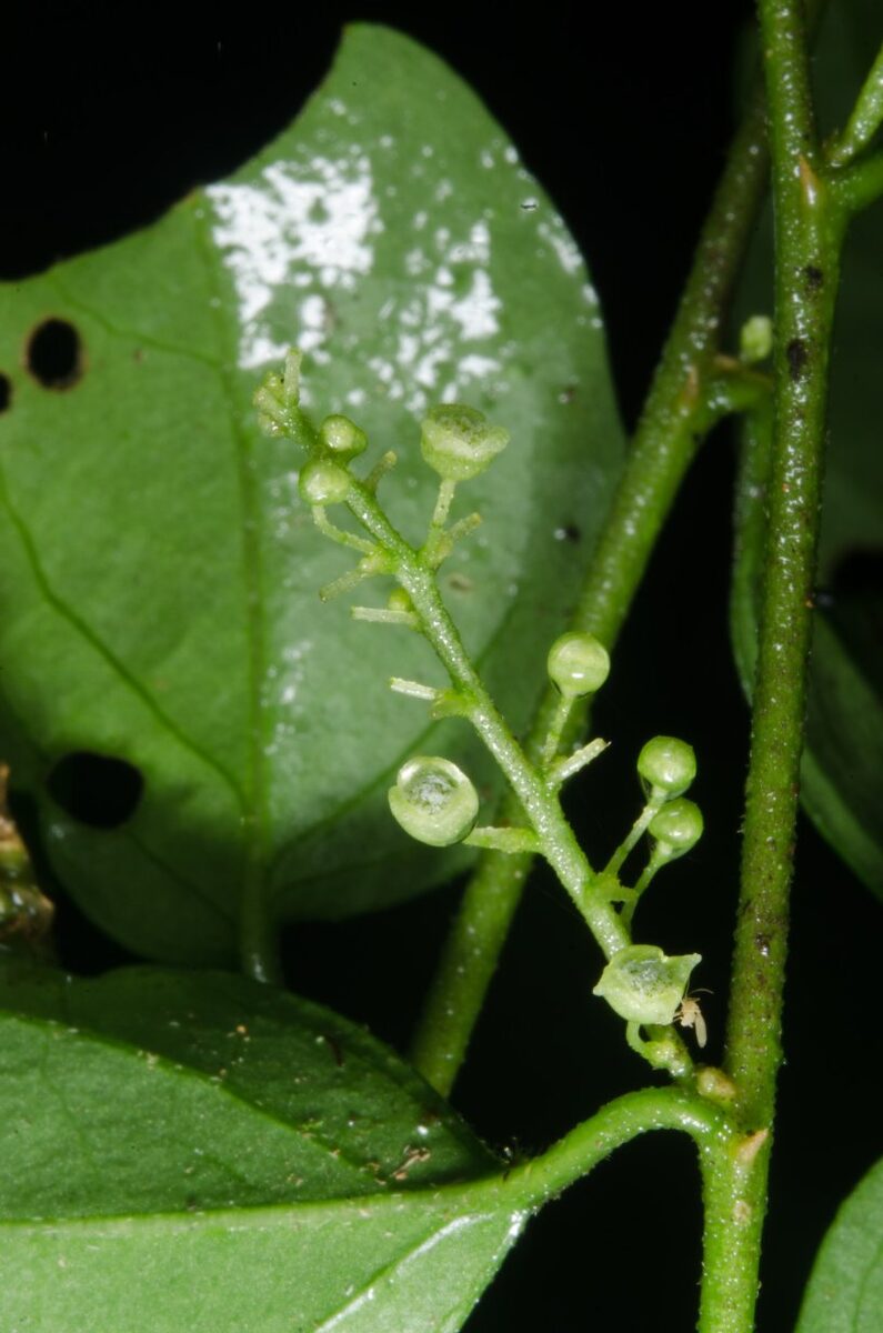 Erythrococca anomala (Bush lime) — photo