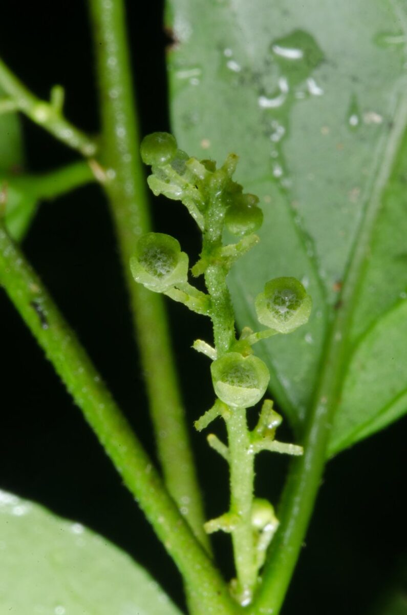 Erythrococca anomala