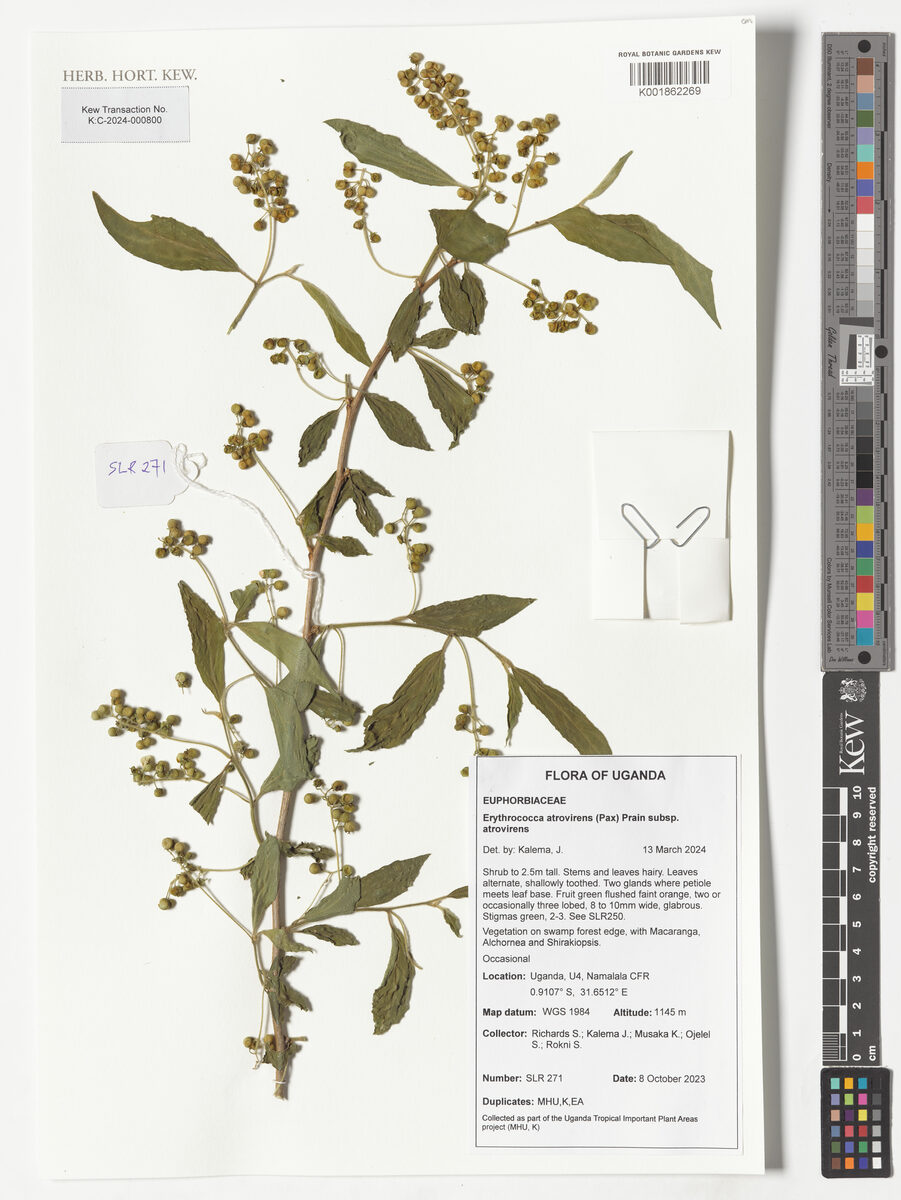 Erythrococca atrovirens — photo