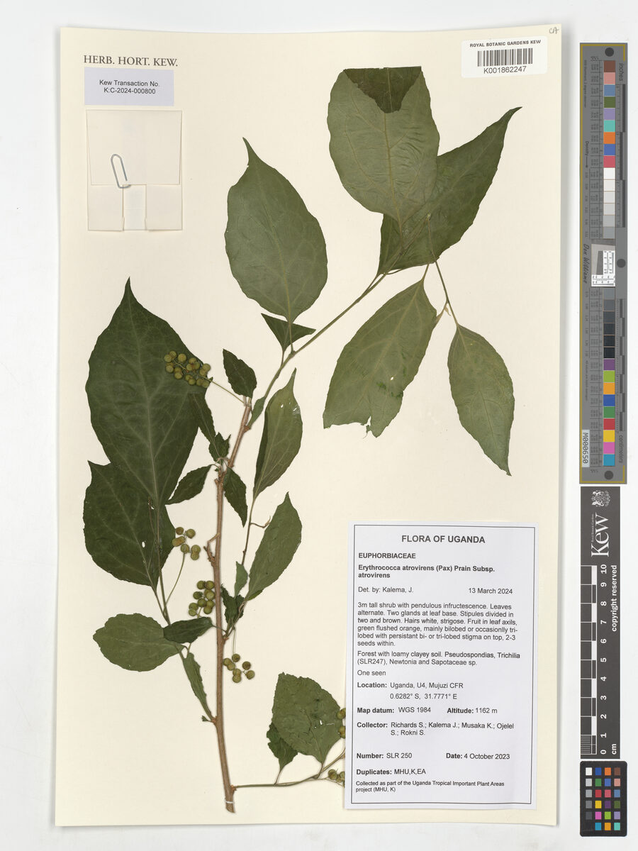 Erythrococca atrovirens — photo