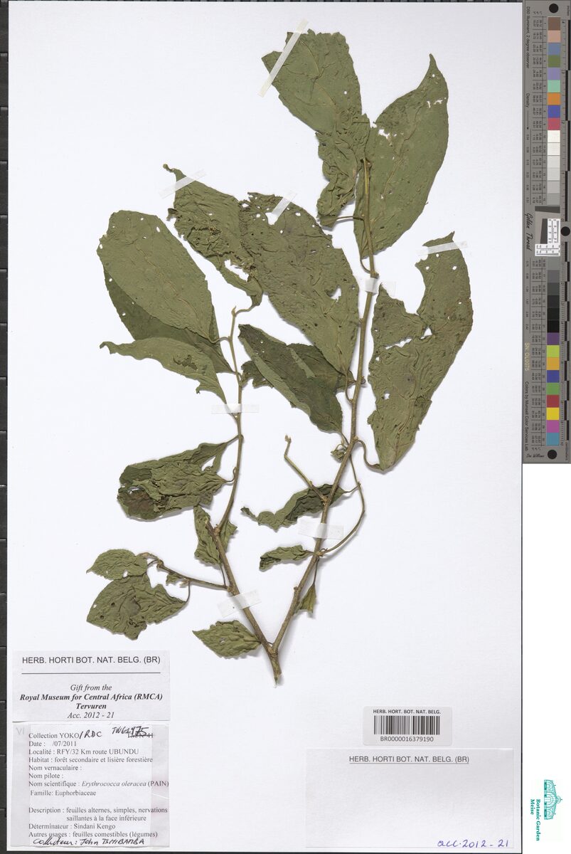 Erythrococca atrovirens var. flaccida — photo