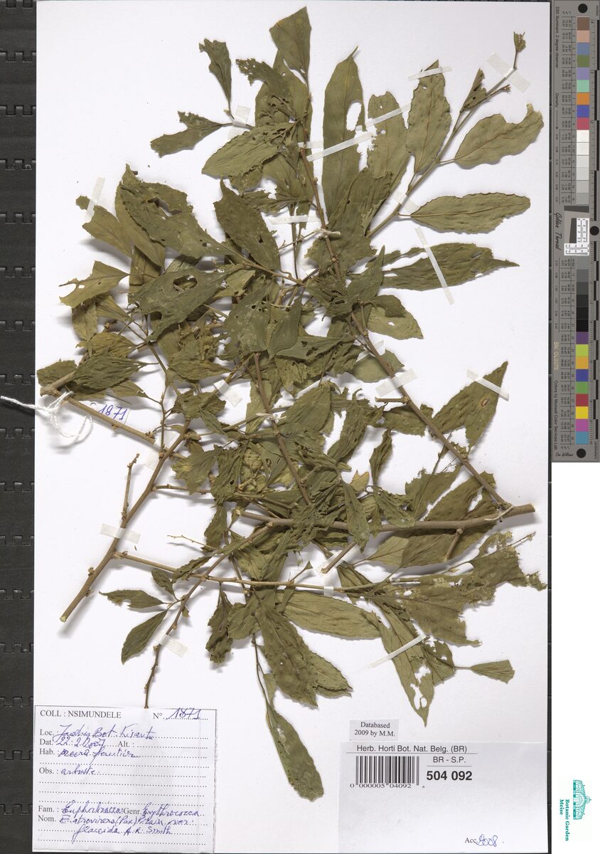 Erythrococca atrovirens var. flaccida — photo
