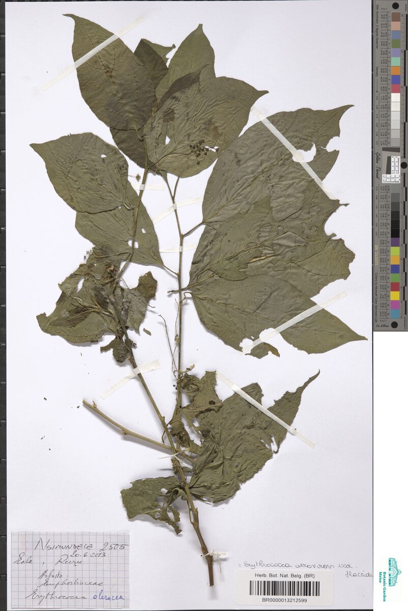 Erythrococca atrovirens var. flaccida