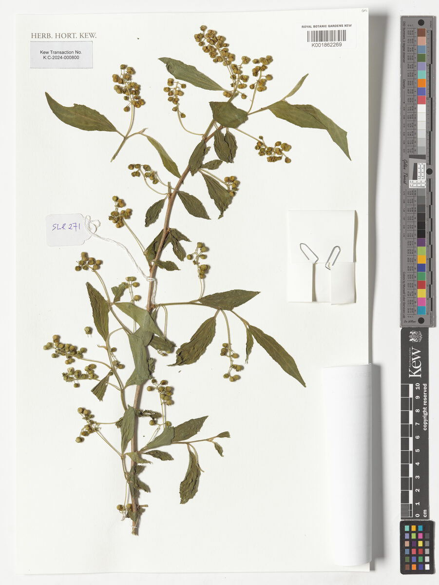 Erythrococca atrovirens