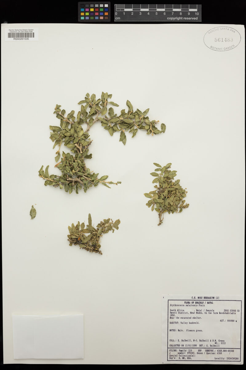 Erythrococca natalensis (Cetewayos cress) — photo