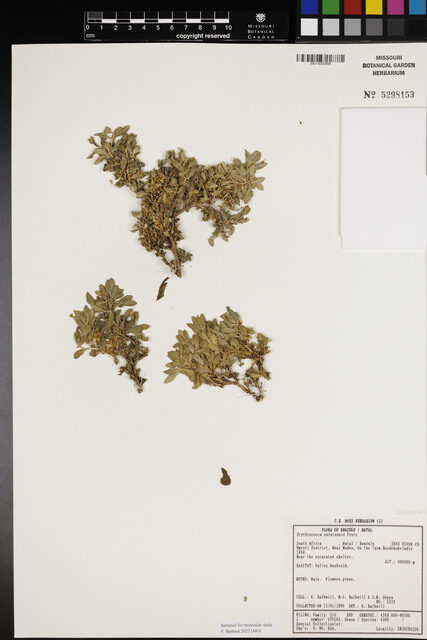 Erythrococca natalensis (Cetewayos cress) — photo