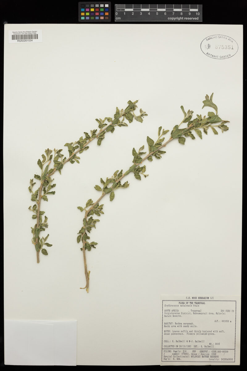 Erythrococca natalensis