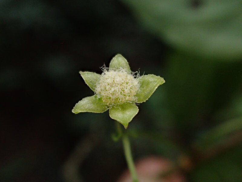 Erythrococca welwitschiana — photo