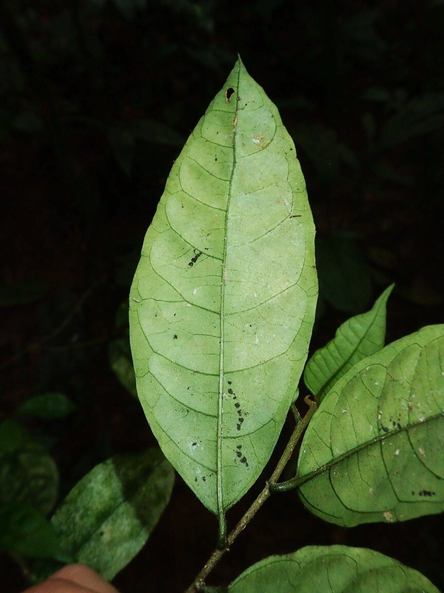 Erythrococca welwitschiana — photo