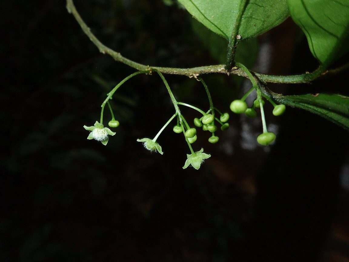 Erythrococca welwitschiana