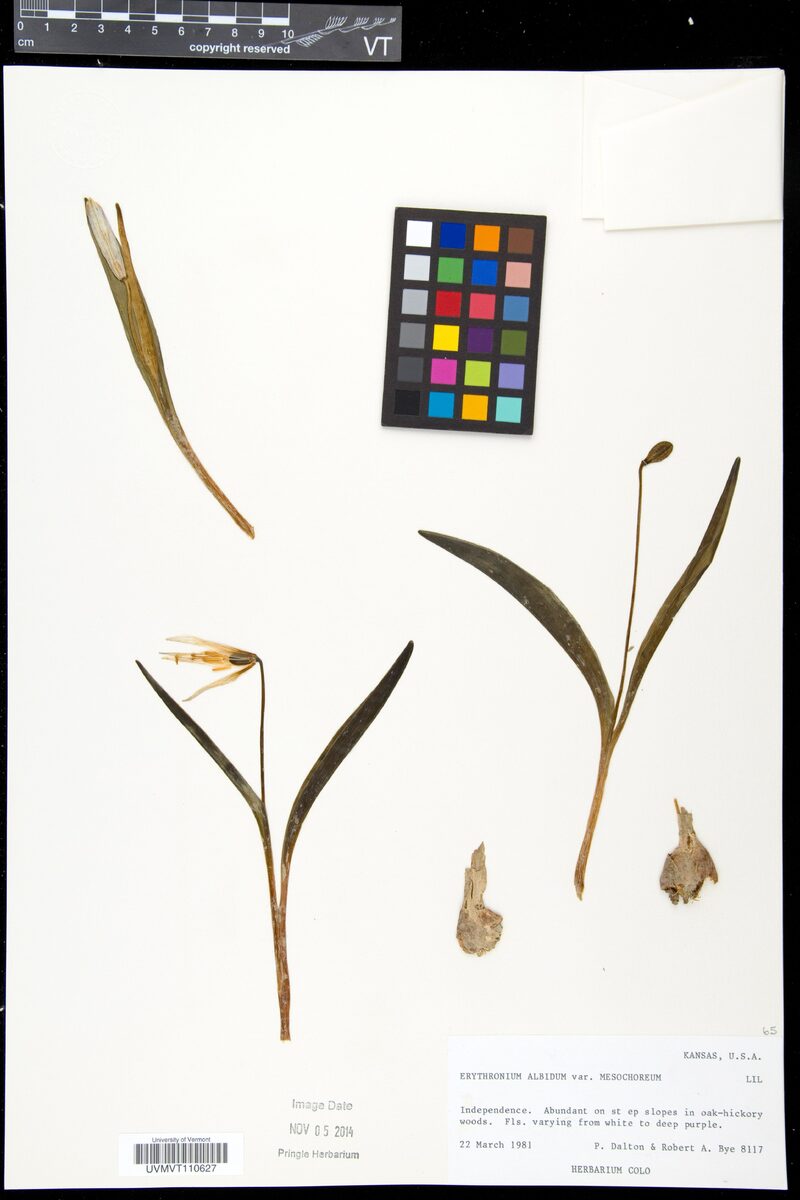 Erythronium albidum mesochoreum - (Kuerr.)Ricket. (Prairie Trout Lily) — photo
