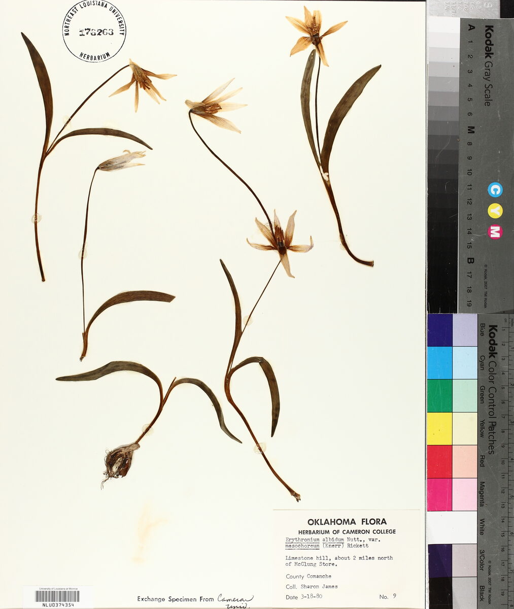 Erythronium albidum mesochoreum - (Kuerr.)Ricket. (Prairie Trout Lily) — photo