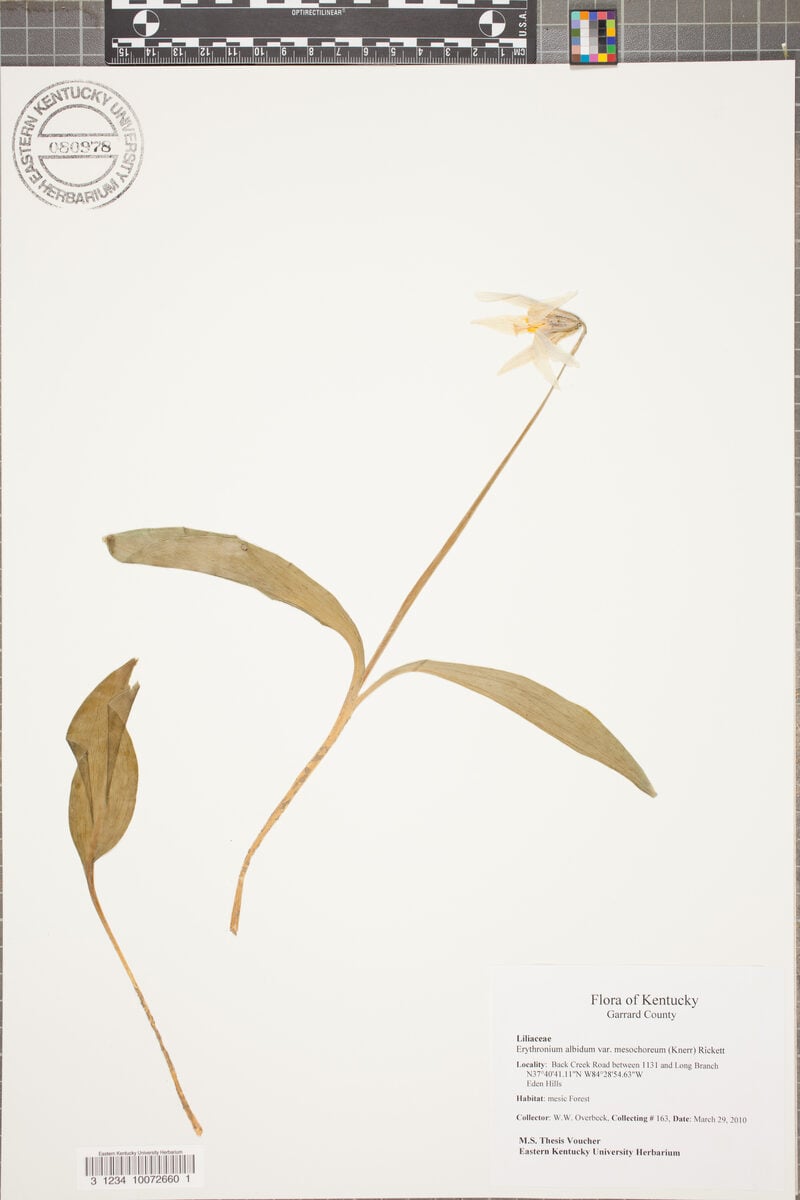 Erythronium albidum mesochoreum - (Kuerr.)Ricket.