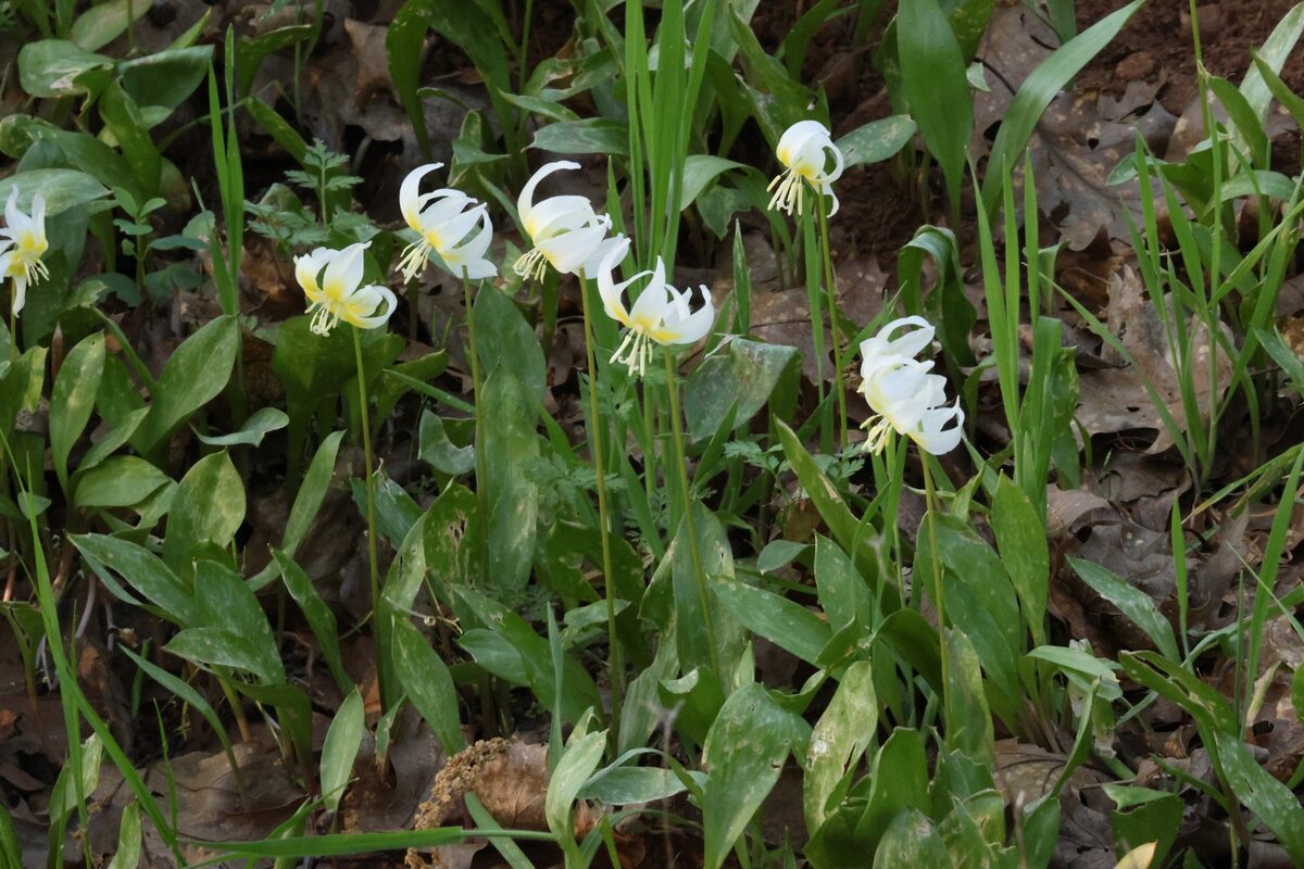 Erythronium multiscapideum - (Kellogg.)A.Nelson. (Adderstongue) — photo