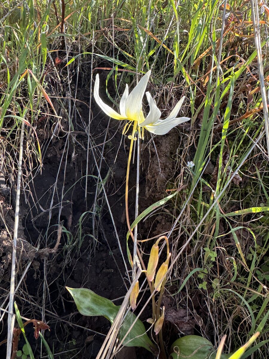 Erythronium multiscapideum - (Kellogg.)A.Nelson. (Adderstongue) — photo