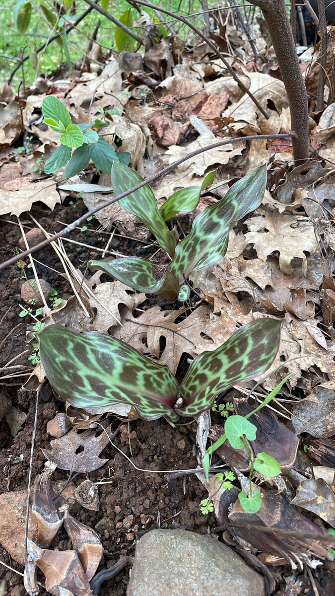 Erythronium multiscapideum - (Kellogg.)A.Nelson.