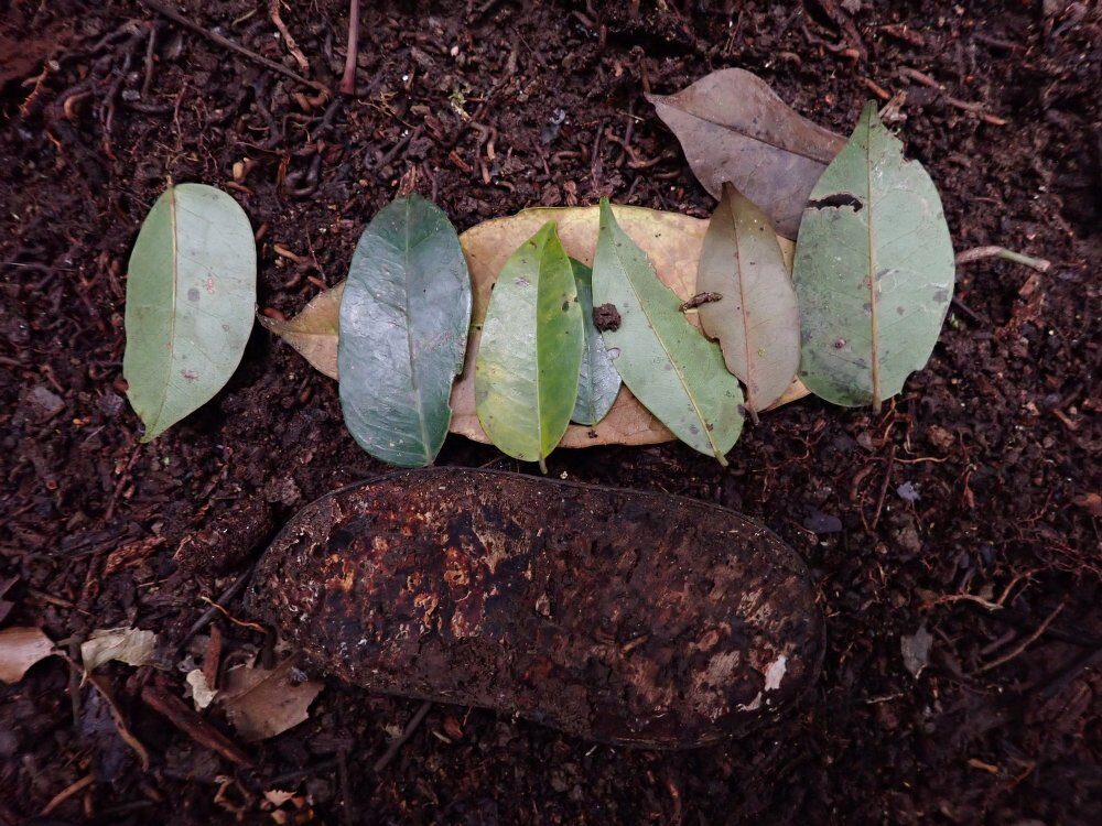 Erythrophleum ivorense (Ordealtree) — photo