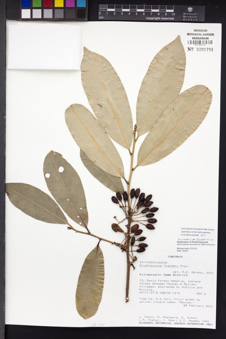 Erythroxylum fischeri — photo