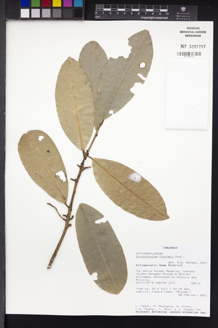 Erythroxylum fischeri — photo