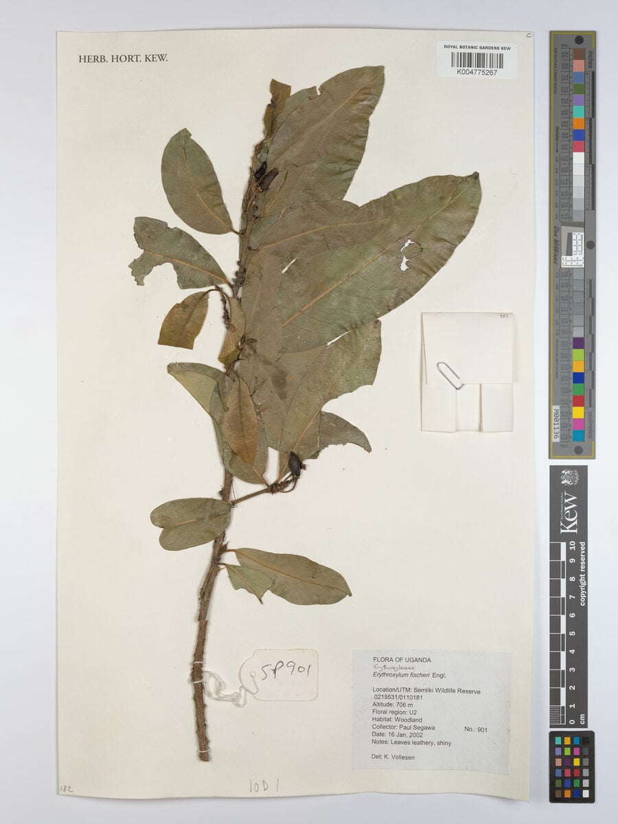 Erythroxylum fischeri