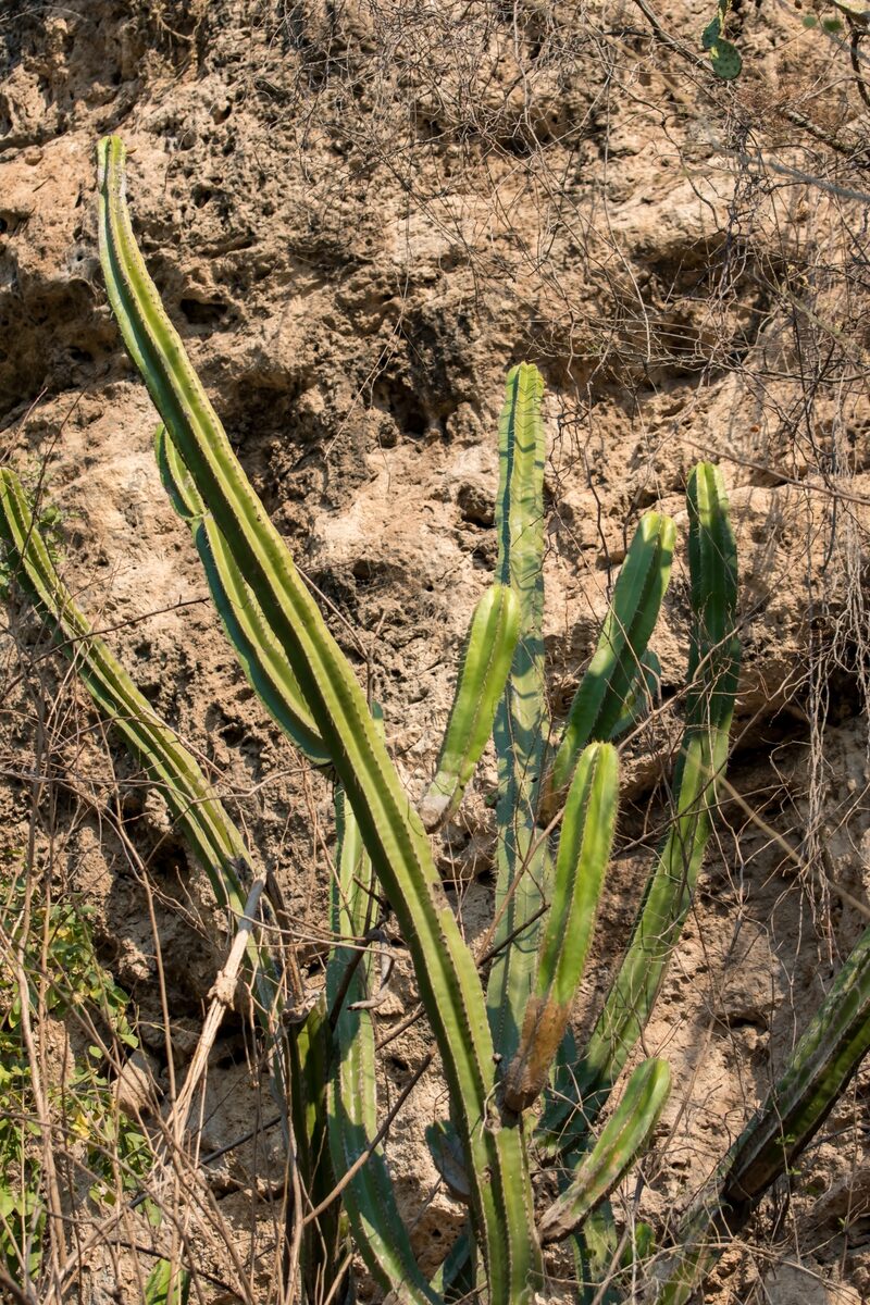 Escontria chiotilla - (A.A.Weber ex K.Schum.) Rose (Chiotilla) — photo