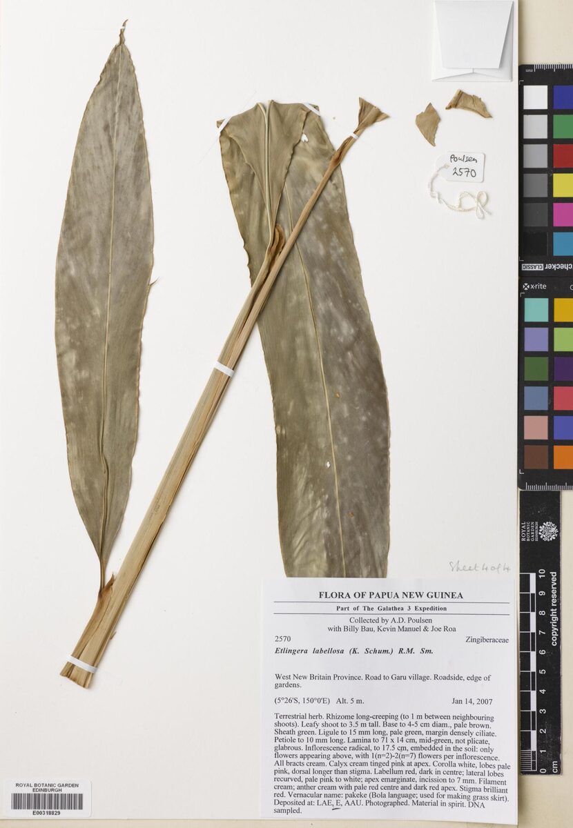 Etlingera labellosa