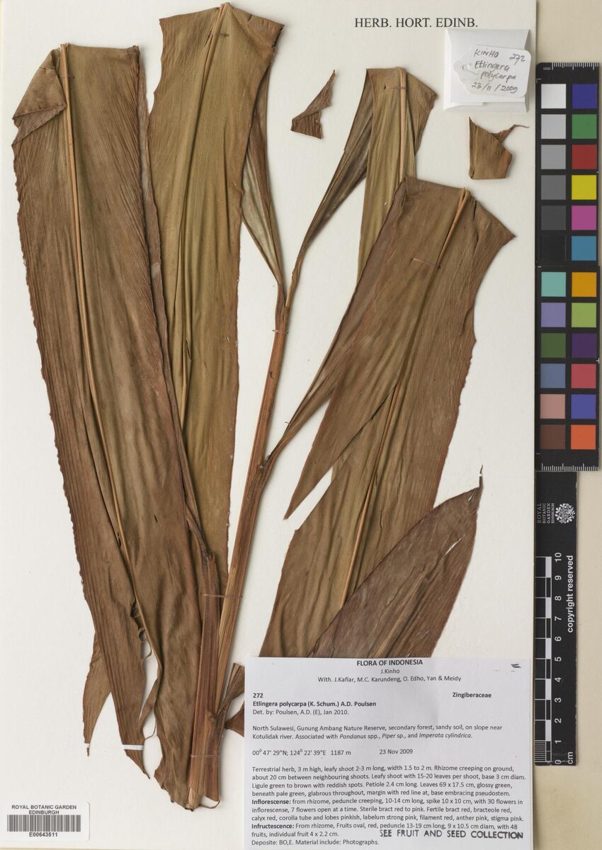 Etlingera polycarpa — photo