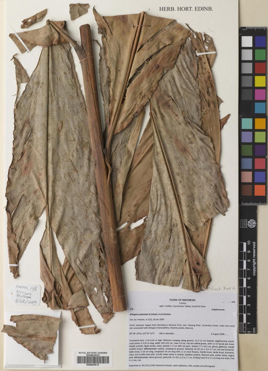 Etlingera polycarpa
