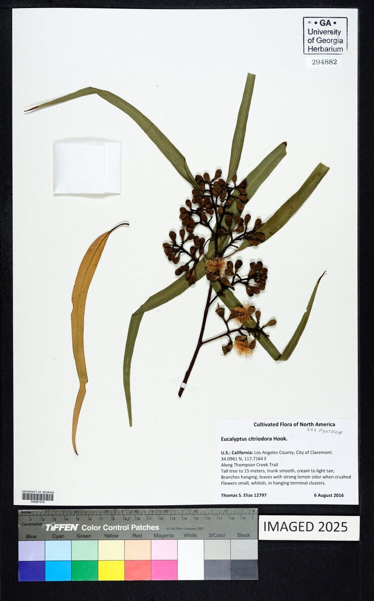 Eucalyptus citriodora (Lemon-Scented Gum) — photo